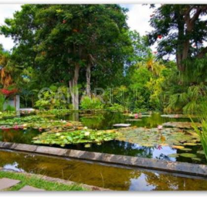 Jardín de Aclimatación de La Orotava 