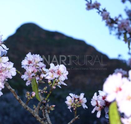 Barranco de Guayadeque 